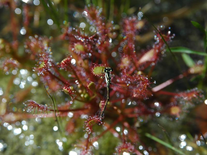 Weeks Bay Pitcher Plant Bog Outdoor Alabama